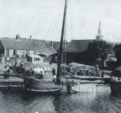 De aanvoer van bieten aan het havenhoofd in 1915