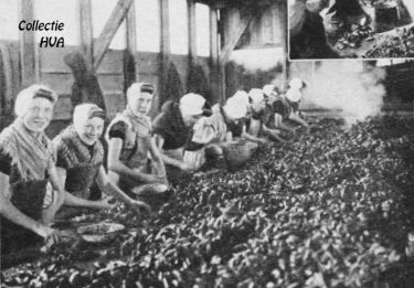 Mossels pellen in de pellerij van Vlaming.