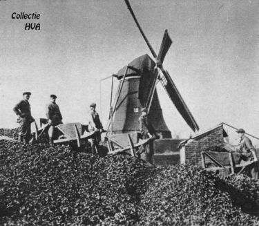 Het terrein voor de opslag van schelpen voor de mosselpellerij in het Tuindorp.