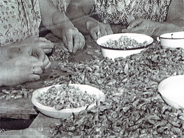 Het einde van het thuis garnalen pellen te Arnemuiden lijkt in zicht.